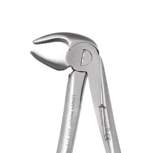 LOWER PREMOLAR No. 13P